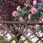 Lägenhet Casa Angolo Delle Rose Orvieto