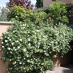 Casa Angolo Delle Rose Lejlighed *