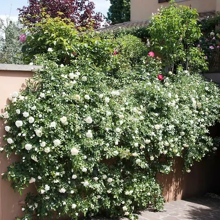 Casa Angolo Delle Rose Apartment *